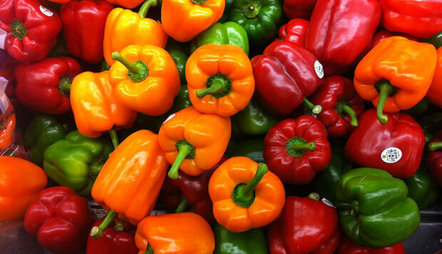 بیش از ۹۵ درصد فلفل گلخانه‌ای ایران به آسیا و اروپا صادر می‌شود