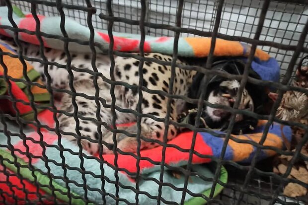 انتقال پلنگ آسیب دیده در ایلام به تهران برای مداوا
