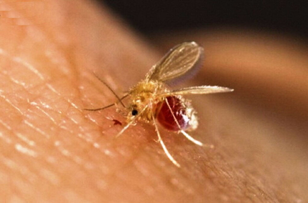 انتقال محلی سالک در ۱۸ استان کشور / بیش از ۱۰۵۰۰ ابتلا در سال جاری