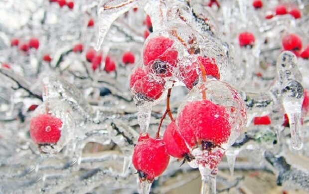 هشدار به کشاورزان برای یخ زدگی محصولات
