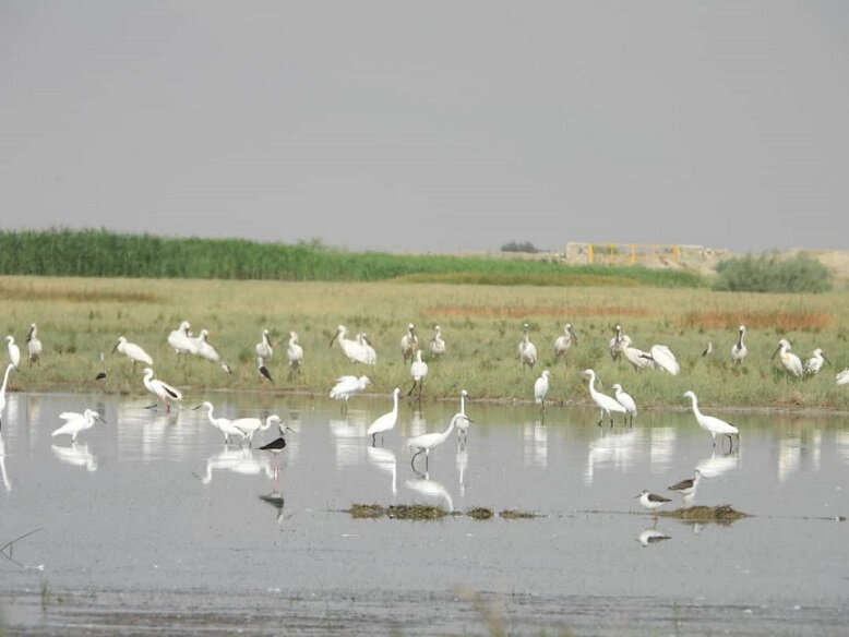 دمیدن جان دوباره بر پیکر بی جان «کمجان»