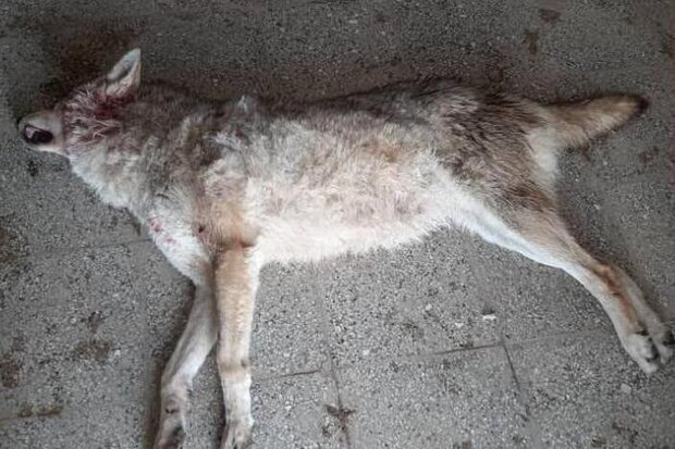  گرگ فیلم برف آخر قبل از اکران عمومی با شلیک گلوله تلف شد
