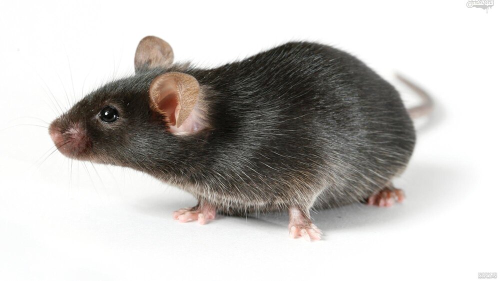 ابتلای چند نفر در انگلیس به بیماری که از طریق موش منتقل می‌شود