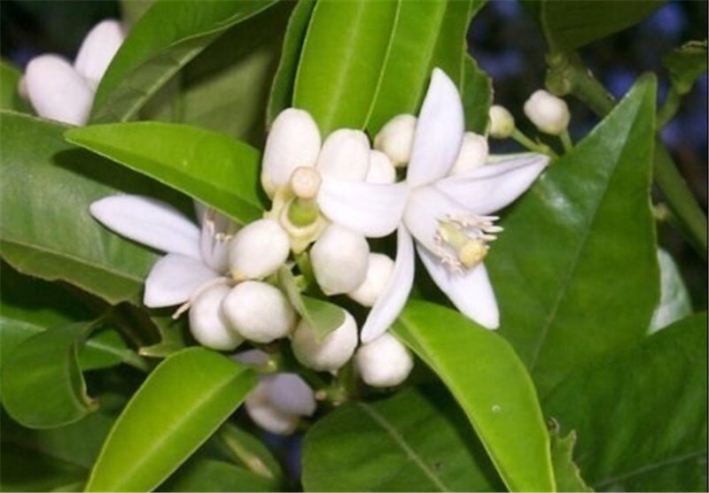 شکوفه‌های بهاری، عامل بیداری جان و تن