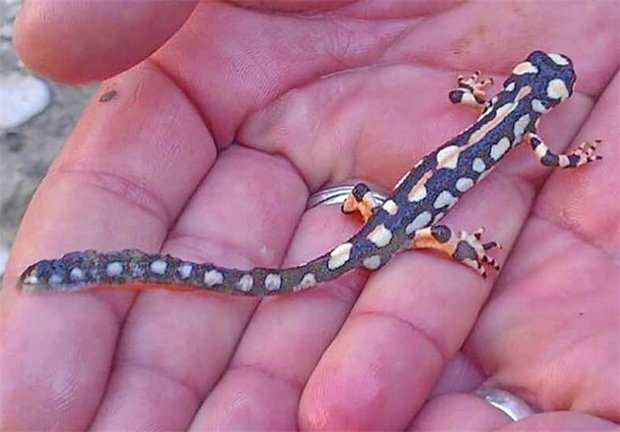 برخورد قاطع با قاچاق «سمندر» لرستانی
