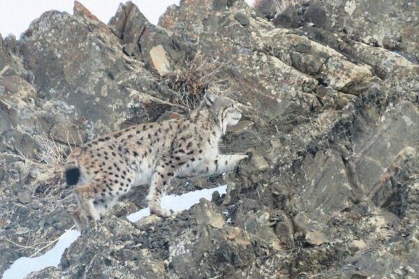گونه ارزشمند سیاه گوش در طبیعت چالدران مشاهده شد
