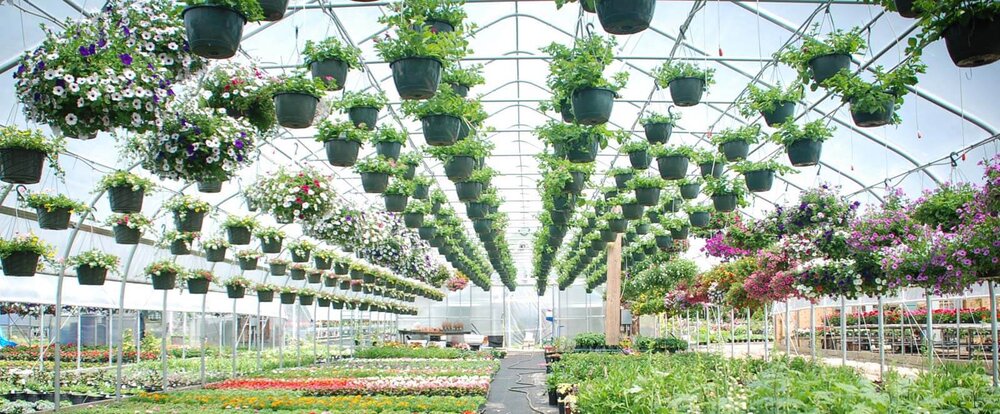 تولید گل و گیاهان زینتی افزایش یافت