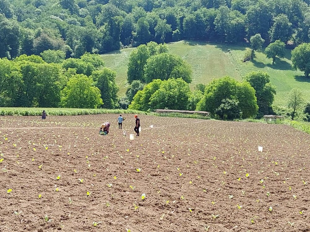 تخفیف ۲۰ درصدی حق بیمه کشاورزان در طرح جهش تولید