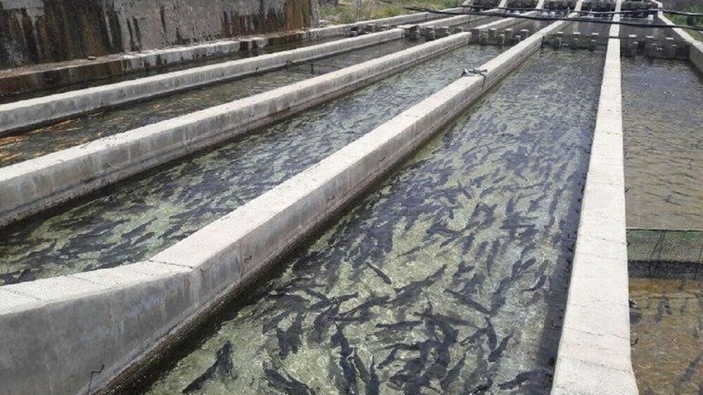 ضریب نفوذ پنج درصدی صندوق بیمه کشاورزی