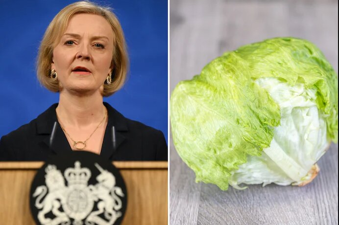 عمری به اندازه یک کاهو