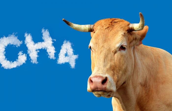 برنامه نیوزیلند برای گرفتن مالیات از گازها و فضولات دامی