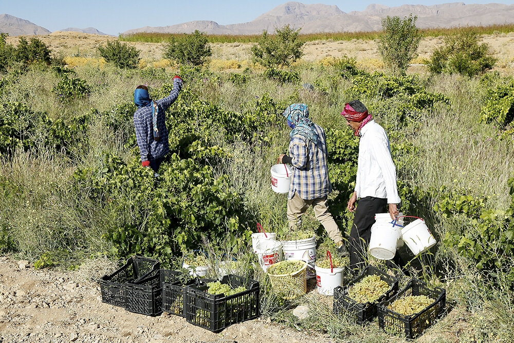 برگزاری ۵۱ دوره آموزشی برای دهیاران استان قزوین
