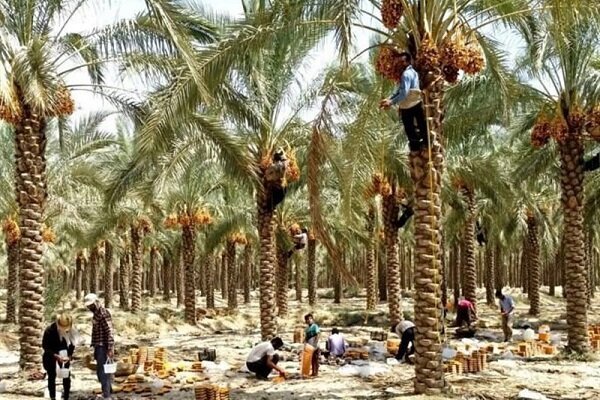 بهره‌مندی نخل داران و صیادان بوشهری از خدمات صندوق بیمه روستاییان