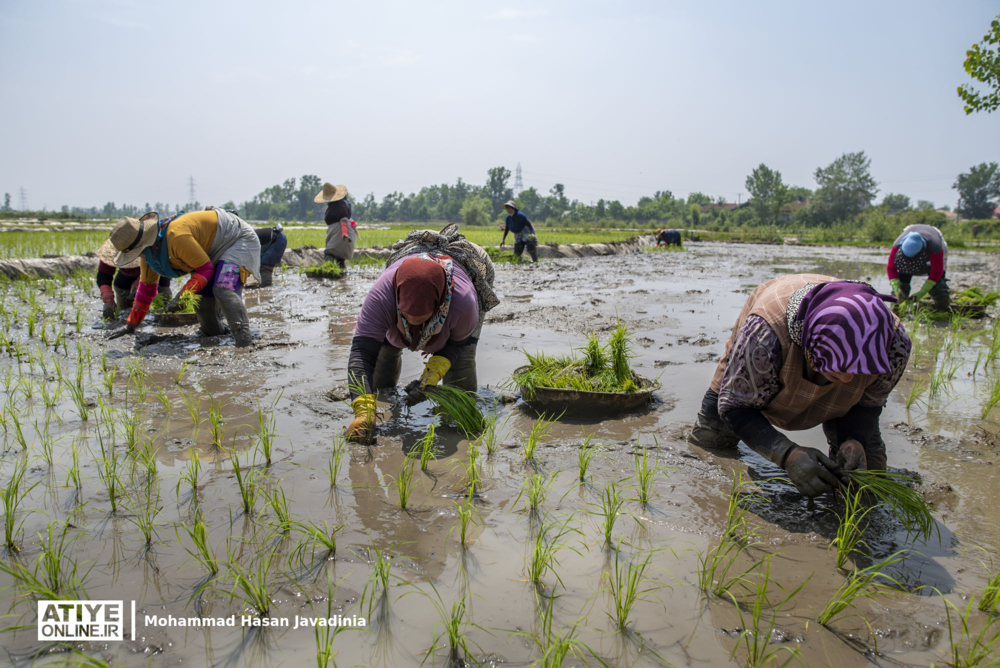 نشاکاریِ «شالیکاران گیلانی»