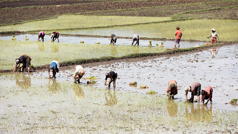 دستورالعمل‌های کار شایسته در بخش تولید کشاورزی غذایی