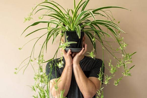 گل‌ها و گیاهان، درمانگران طبیعی روان انسان