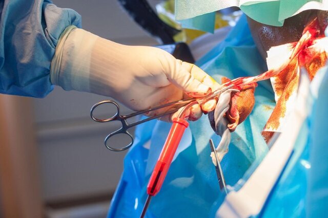  تنها بانک خون بند ناف رایگان کشور متعلق به سازمان انتقال خون است