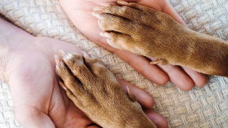 تاثیر حیوان خانگی در زندگی انسان