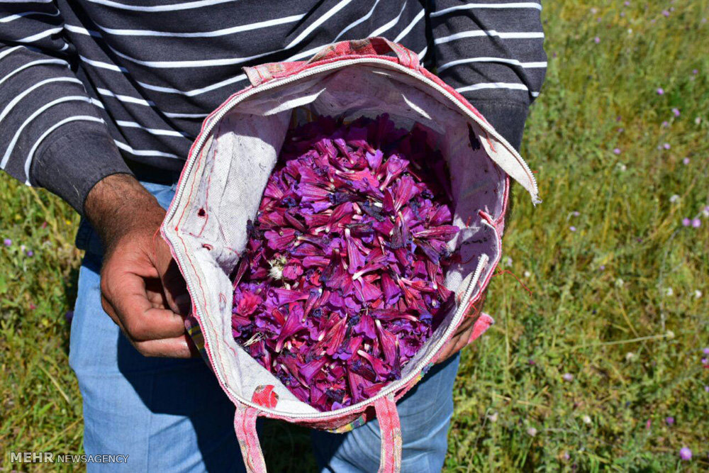 امضای توافقنامه‌ای سه‌جانبه در حوزه گیاهان دارویی