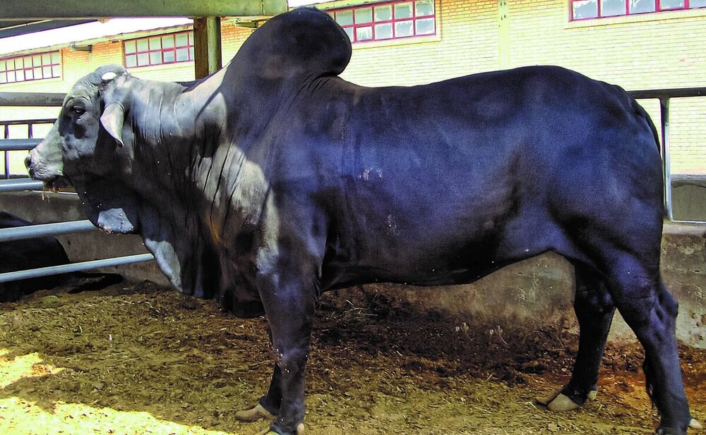 جلوگیری شرکت فکا از انقراض گاو سیستانی