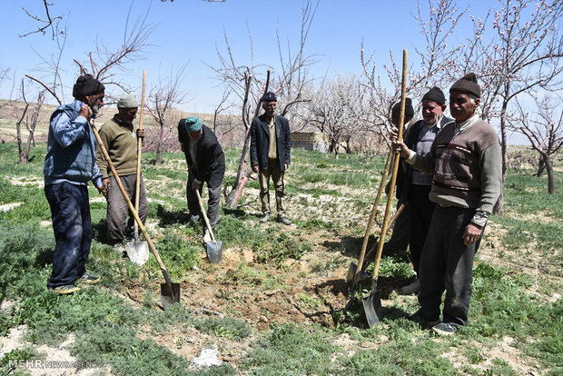 بیمه ۸۰۰ هزار کشاورز و روستایی در ۲ سال گذشته