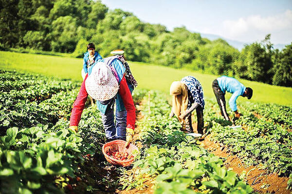 پرداخت ۲۲ هزار تسهیلات به مستمری‌بگیران صندوق بیمه اجتماعی