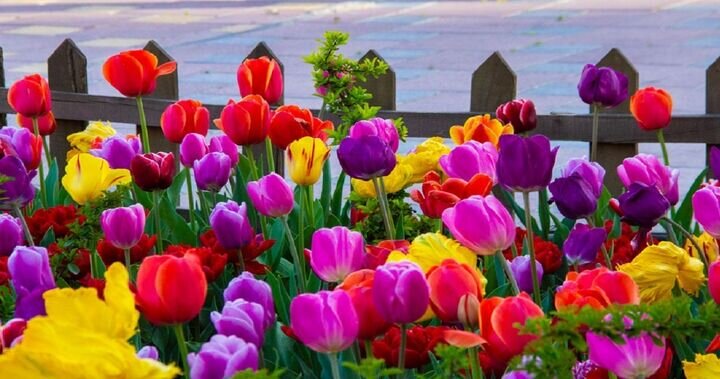 کاشت ۳۰۰ هزار لاله در باغ لاله‌ها