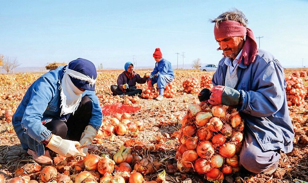 قیمت پیاز اشک همه را درآورد