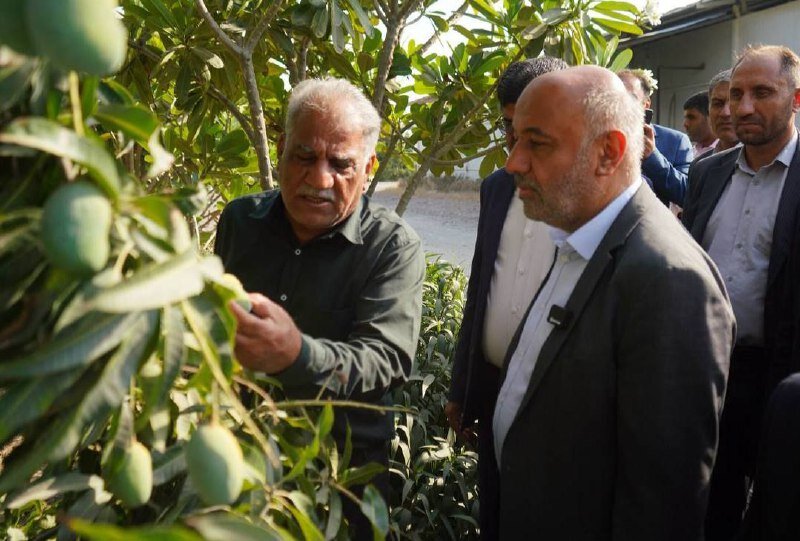  اتصال کشاورزان رودان به زنجیره تامین و ارزش بررسی شد