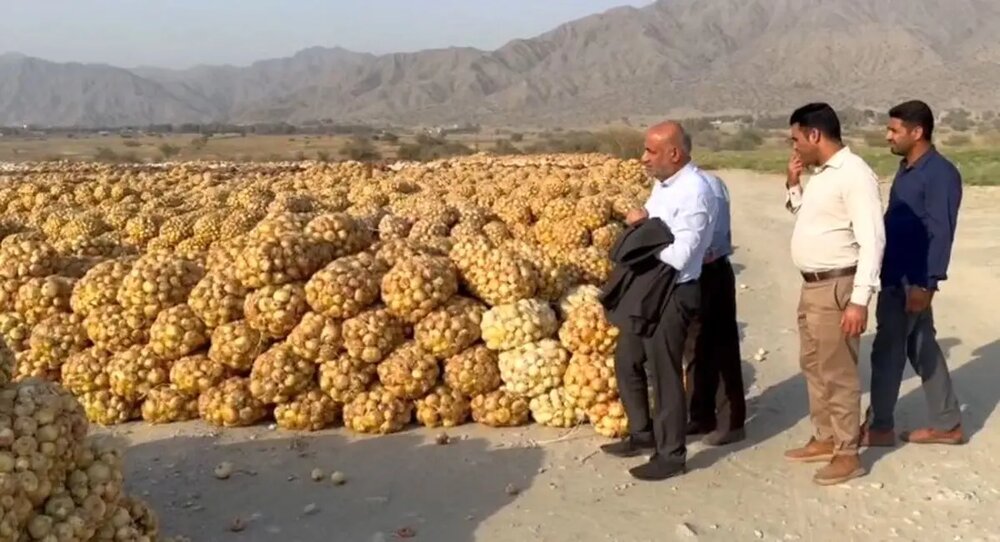 وزیر تعاون، کار و رفاه اجتماعی پای درد دل کشاورزان رودان نشست