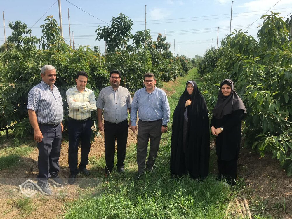 بازدید رئیس تامین اجتماعی کلاچای از پروژه احداث بزرگترین باغ آووکادو کشور
