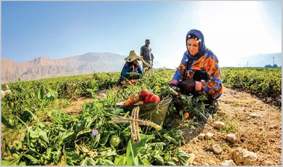 خطر ۲۴۰۰ هکتار زمین فاضلابی برای سلامت مردم