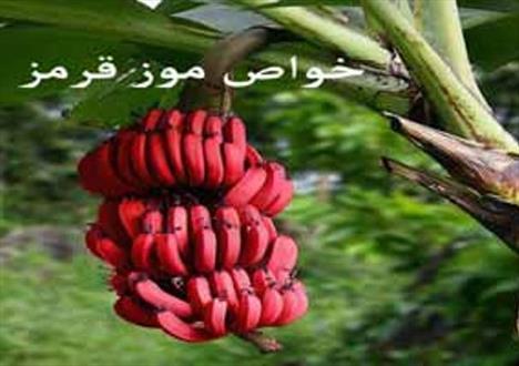 موز قرمز بخورید
