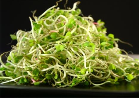 اسرار شگفت انگیز جوانه ها
