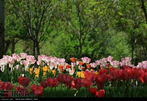 گزارش تصویری از جشنواره گل های پیازی در مشهد