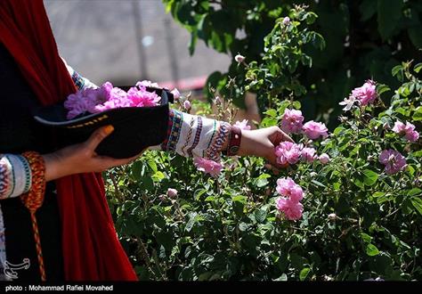 فصل گلاب گیری در کاشان +تصاویر
