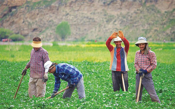 خدمت رسانی صندوق بیمه اجتماعی کشاورزان به ۴ درصد جامعه