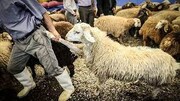 هشدار وزارت بهداشت در خصوص ذبح غیر بهداشتی دام در عید قربان