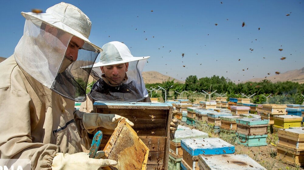 سبقت روستا از شهر در نرخ مشارکت اقتصادی و اشتغالزایی