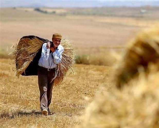 392 همت از مطالبات گندمکاران پرداخت شد