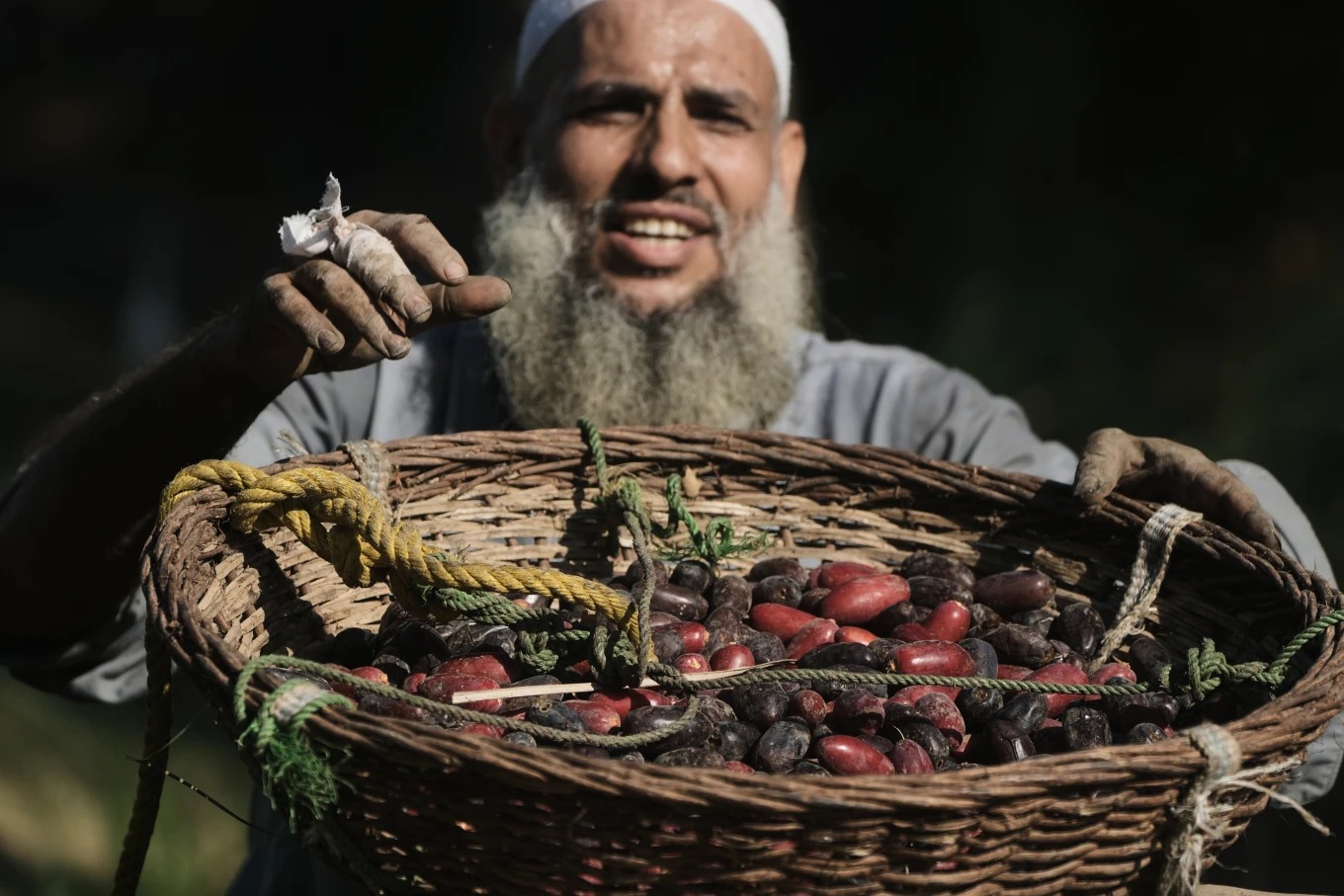 برداشت خرما در حاشیه قاهره؛ تصاویری از یک روستای مصری