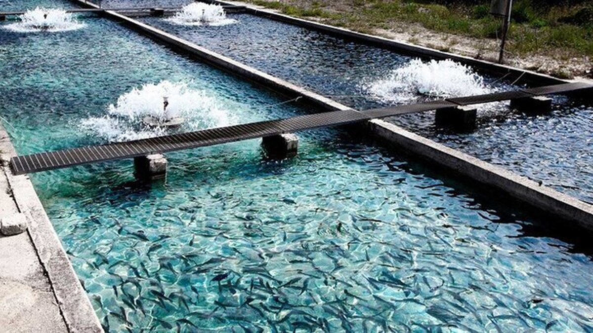 حمایت بنیاد برکت از چهار هزار طرح جدید آبزی‌پروری