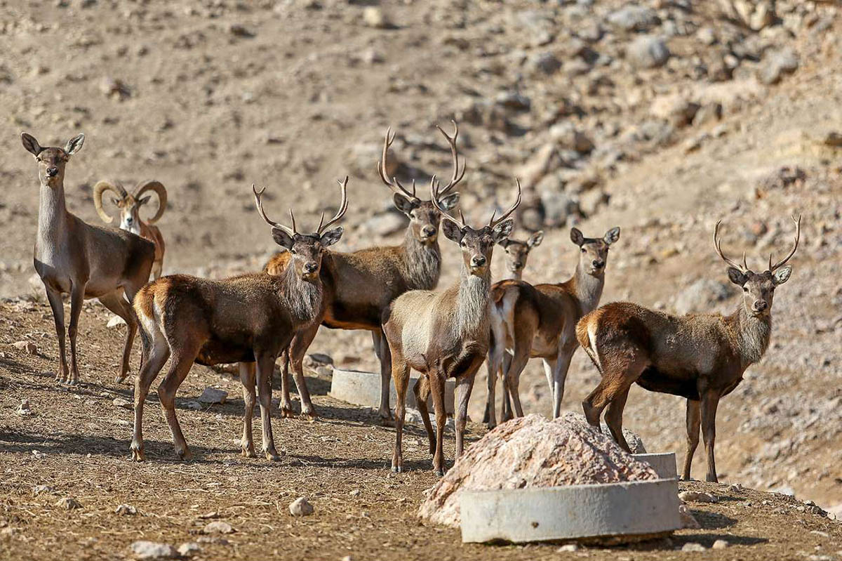 شرایط اضطراری؛ فرصت طلایی متخلفان محیط‌زیست