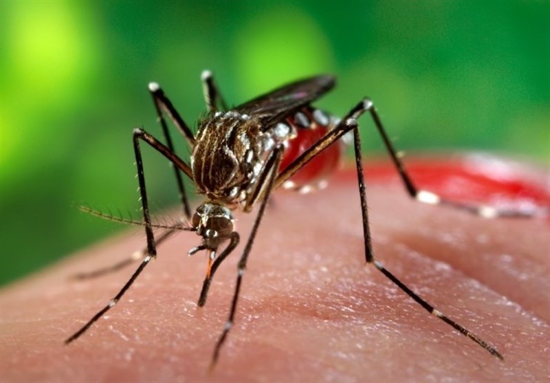شناسایی ۱۱۰۷ بیمار تب دِنگی در کشور از ابتدای سال
