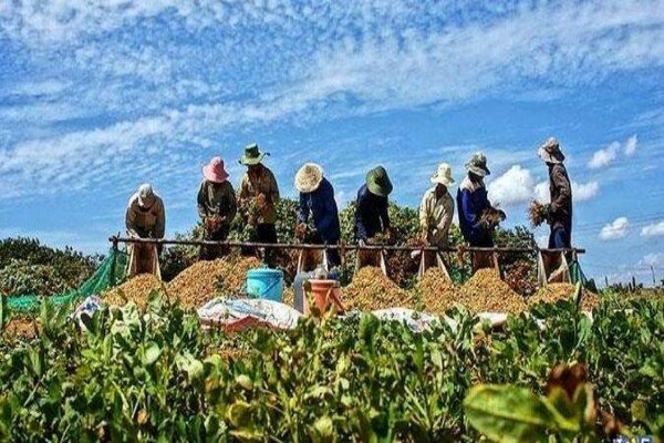 تعاونی‌ها بازوی کارآمد دولت در افزایش رفاه خانوارها