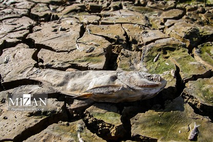 خشکسالی بند عبدل آباد و مرگ هزاران ماهی