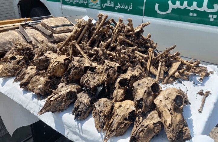 کشف ۴۱ جمجمه حیات‌وحش در چاه آب خانگی