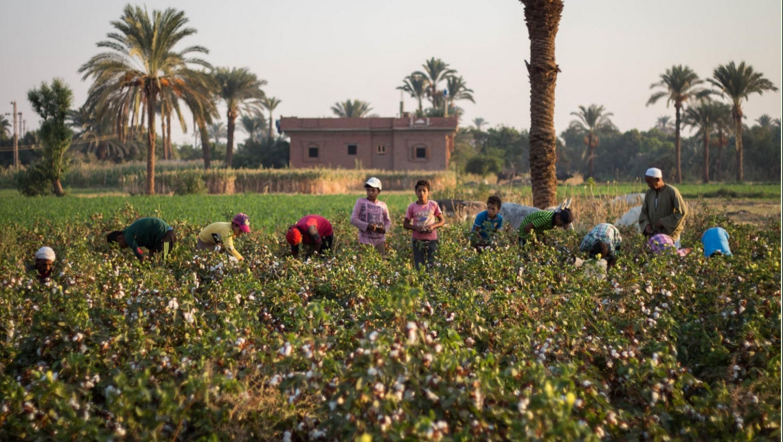 بهای انگور اروپا؛ استثمار کودکان مصری و سکوت ناظران بین‌المللی