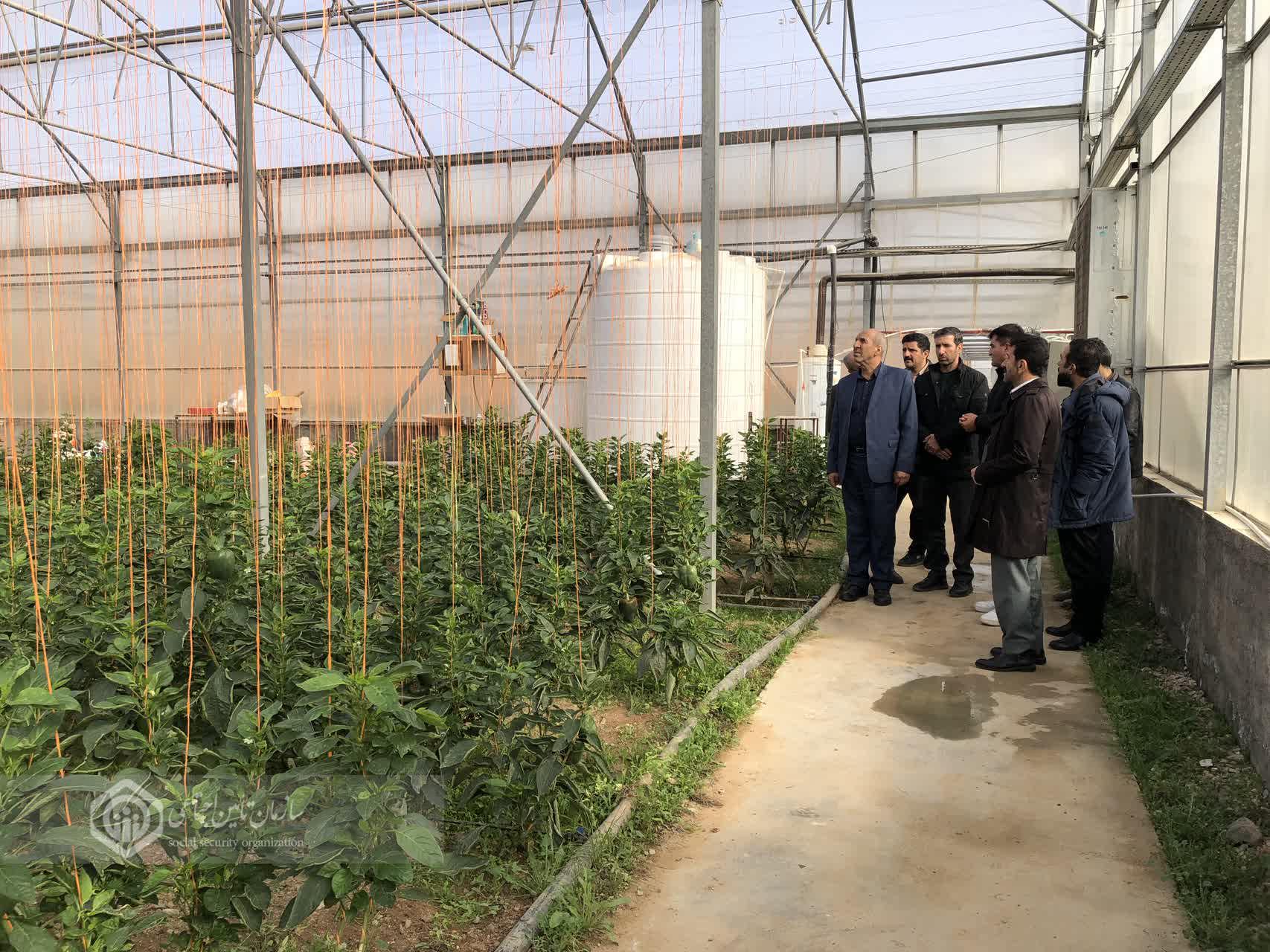 آموزش کارفرمایان کردستانی در دوره مشاوره کارگاهی تأمین‌اجتماعی