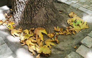 خزان پیش از موعد درختان تهران؛ زنگ خطری برای مدیریت ناکارآمد فضای سبز شهری